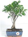 <b>Ficus</b> Esemplare Unico cm 30-29,00 € (10)