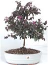 <b>Loropetalum</b> Esemplare Unico cm 42-79,00 €