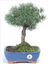 <b>Pino Mugo</b> Esemplare Unico cm 33-87,00 €
