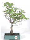 <b>Acero Deshojo</b> Esemplare Unico cm 38-87,00 €