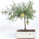 <b>Melograno Nano</b> Esemplare Unico cm 26-69,00 €