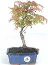 <b>Acero Deshojo</b> Esemplare Unico cm 28-39,00 €