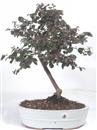 <b>Loropetalum</b> Esemplare Unico cm 44-79,00 €