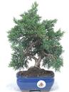 <b>Ginepro Chinensis </b> Esemplare Unico cm 30-65,00 €