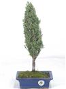 <b>Cipresso</b> Esemplare Unico cm 41-39,80 €