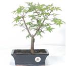 <b>Acero Deshojo</b> Esemplare Unico cm 30-79,00 €
