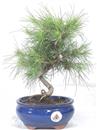 <b>Pino di Aleppo</b> Esemplare Unico cm 28-57,00 €