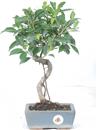 <b>Ficus</b> Esemplare Unico cm 31-29,80 € (10)