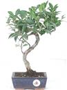 <b>Ficus</b> Esemplare Unico cm 29-29,80 € (10)