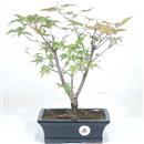 <b>Acero Deshojo</b> Esemplare Unico cm 37-79,00 €