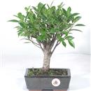 <b>Ficus</b> Esemplare Unico cm 28-29,80 € (10)