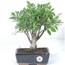 <b>Ficus</b> Esemplare Unico cm 30-29,80 € (10)