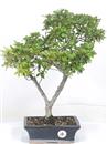 .<b>Azalea Indica</b> Esemplare Unico cm 45-89,00 €
