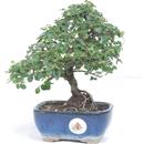 <b>Cotoneaster</b> Esemplare Unico cm 22-69,00 €