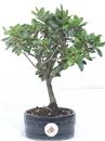 .<b>Azalea Indica</b> Esemplare Unico cm 27-29,80 €