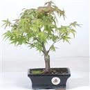 <b>Acero Katsura</b> Esemplare Unico cm 29-49,80