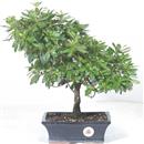 .<b>Azalea Indica</b> Esemplare Unico cm 37-87,00 €