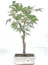 <b>Acero Palmato </b> Esemplare Unico cm 40-59,00 €