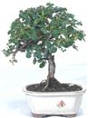 <b>Cotoneaster</b> Esemplare Unico cm 23-69,00 €