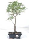 <b>Acero Dissectum</b> Esemplare Unico cm 39-49,80 €