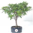 .<b>Azalea Indica</b> Esemplare Unico cm 28-29,80 €