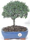 <b>Cotoneaster</b> Esemplare Unico cm 29-49,00 €