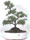 <b>Cotoneaster</b> Esemplare Unico cm 38-89,00 €