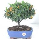 <b>Piracanta</b> Esemplare Unico cm 28-55,00 €