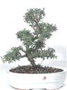 <b>Cotoneaster</b> Esemplare Unico cm 35-87,00 €