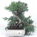 <b>Ginepro Chinensis </b> Esemplare Unico cm 25-69,00 €