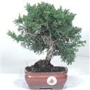 <b>Ginepro Chinensis </b> Esemplare Unico cm 26-65,00 €