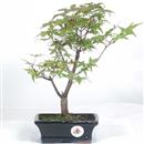 <b>Acero Deshojo</b> Esemplare Unico cm 31-59,00 €