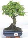 <b>Ligustro</b> Esemplare Unico cm 25-29,80 €