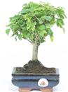 <b>Ligustro</b> Esemplare Unico cm 24-27,50 €