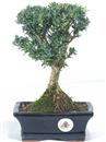 <b>Bosso</b> Esemplare Unico cm 25-47,00 €
