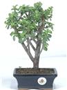 <b>Portulacaria</B> Esemplare Unico cm 28-39,80 € (10)