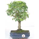 <b>Ligustro</b> Esemplare Unico cm 35-49,00 €