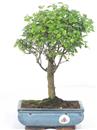 <b>Sagerezia</b> Esemplare Unico cm 34-47,50 € (7)