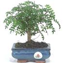 <b>Pepe</b> Esemplare Unico cm 22-19,80 € (7)