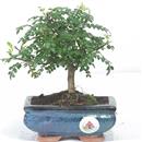 <b>Pepe</b> Esemplare Unico cm 19-19,80 € (7)