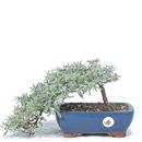<b>Coprosma</b> Esemplare Unico cm 18-57,00 €
