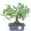 <b>Ficus Panda</b> Esemplare Unico cm 22-33,00 € (10)