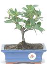 <b>Gardenia</b> Esemplare Unico cm 21-39,80 €