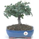 <b>Quercia Ilex (Leccio)</b> Es. Unico cm 26-55,00 €