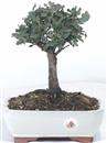 <b>Quercia da Sughero</b> Esemplare Unico cm 26-59,00 €