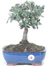 <b>Quercia da Sughero</b> Esemplare Unico cm 29-49,80 €