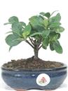 <B>Gardenia</B> Esemplare Unico cm 15-27,50 €
