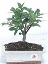 <b>Gardenia</b> Esemplare Unico cm 23-39,80 €
