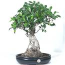 <b>Ficus</b> Esemplare Unico cm 52-280,00 € (10)