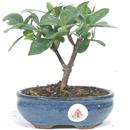 <B>Gardenia</B> Esemplare Unico cm 17-27,50 €